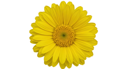 Vibrant yellow daisy flower isolated on white background in full bloom against a clean background ideal for nature themes