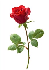 Single vibrant red rose with green leaves on a white background