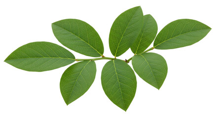 Fototapeta premium Fresh green leaves arranged isolated on transparent background natural foliage element