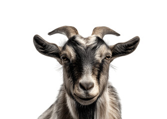 Obraz premium Half-body portrait of a goat directly facing the camera