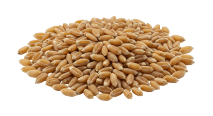 Close up of a mound of golden wheat grains isolated on white background showcasing their texture and color