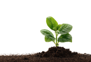 A young plant sprouts from dark soil