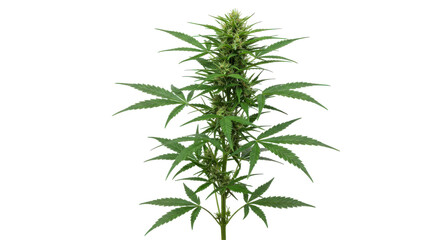 Lush cannabis plant with vibrant green leaves isolated on white background showcasing healthy growth