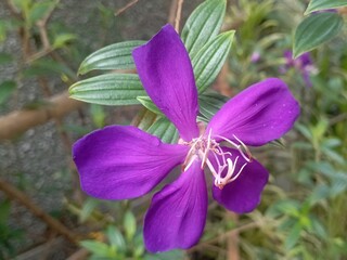 a beautiful, vibrant flower in a neighbor's potted plant
