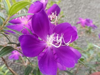 a beautiful, vibrant flower in a neighbor's potted plant