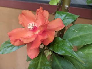 a live orange flower is in the neighbor's pot