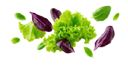 Fresh green and purple salad leaves floating isolated transparency background with vibrant colors