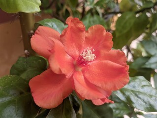 a live orange flower is in the neighbor's pot