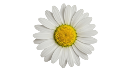 Close up of vibrant daisy flower with white petals and yellow center isolated on white background