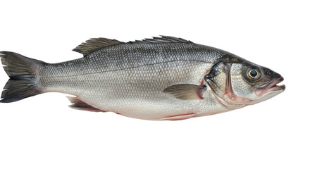 Obraz premium Freshly caught fish isolated on white background lying on a surface showcasing its shiny scales and features