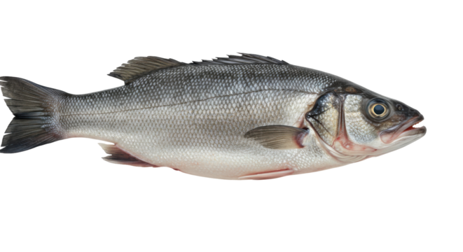 Freshly caught fish isolated on white background lying on a surface showcasing its shiny scales and features