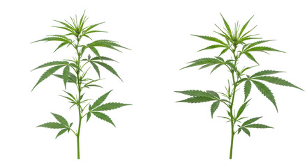 Obraz premium Two healthy cannabis plants isolated on white background growing side by side showcasing vibrant green leaves in a natural setting