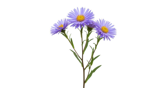 A vibrant bouquet of purple daisies with yellow centers set against a clean background isolated on white background