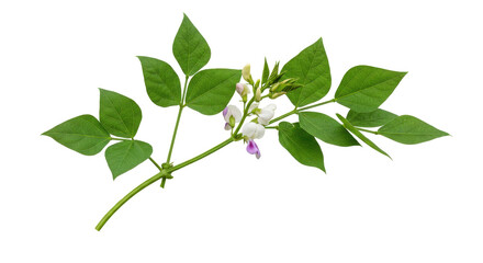 Naklejka premium Delicate flowering plant branch with green leaves and white blossoms isolated on white background
