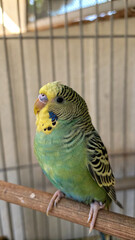 Green budgerigar parakeet perched with yellow head sitting on a white cage.