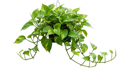 Lush green pothos plant cascading elegantly from a hanging pot isolated on white background