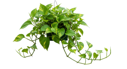 Lush green pothos plant cascading elegantly from a hanging pot isolated on white background