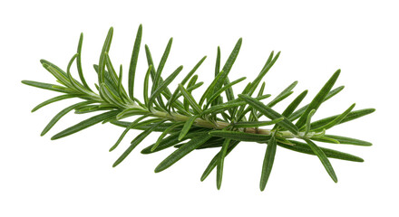 Fototapeta premium Fresh rosemary sprig isolated on white background culinary herb perfect for kitchen and cooking use
