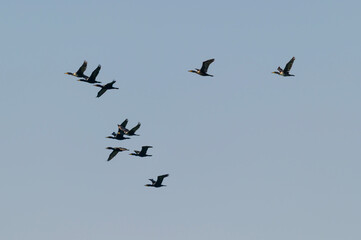 Double Crested Cormorants in Flight at Pointe Pelee National Park, near Leamington, Ontario, Canada.