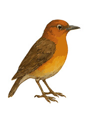 Geokichla citrina (Anis merah)