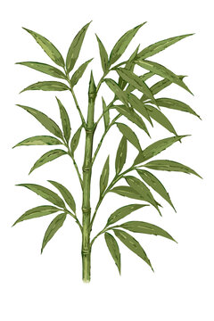 Bambusa vulgaris (bambu kuning , bambu ampel)