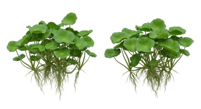 Lush green aquatic plants isolated on white background with vibrant leaves and intricate root systems