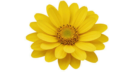 Vibrant yellow flower in full bloom isolated on white background