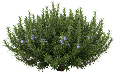 Rosemary bush purple flowers isolated on transparent background vibrant herbal plant decorative