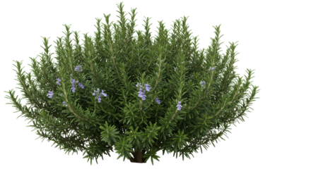 Rosemary bush purple flowers isolated on transparent background vibrant herbal plant decorative
