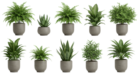 A collection of various indoor plants in modern pots isolated on white background arranged stylishly
