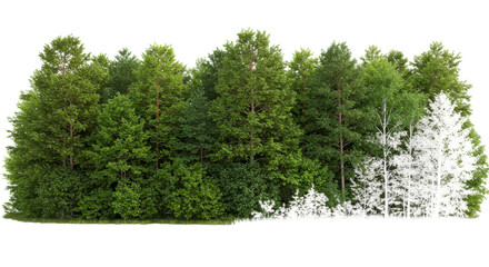 Fototapeta premium Lush green forest with diverse trees isolated on white background ideal for nature themes