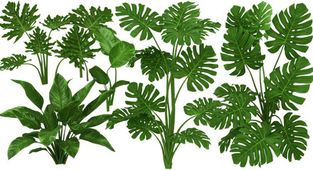 Fototapeta premium Lush green tropical plants arranged artistically isolated on white background in a bright serene indoor setting