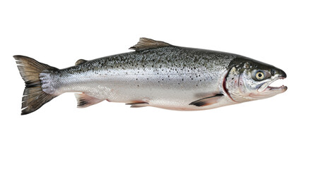 Freshly caught salmon fish isolated on white background ideal for culinary use