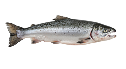 Freshly caught salmon fish isolated on white background ideal for culinary use