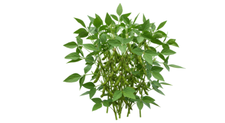 Lush green plant with vibrant leaves isolated on white background ideal for nature themes