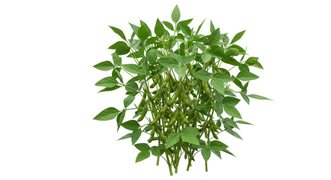 Fototapeta Lush green plant with vibrant leaves isolated on white background ideal for nature themes