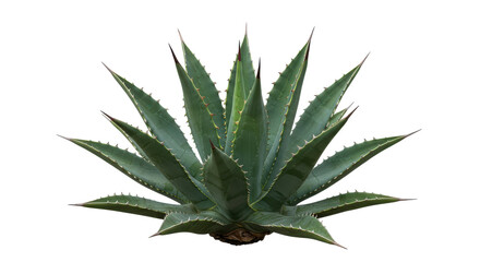 Fototapeta premium Vibrant agave plant with sharp leaves isolated on white background ideal for nature themes