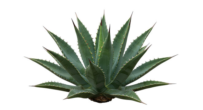 Fototapeta Vibrant agave plant with sharp leaves isolated on white background ideal for nature themes