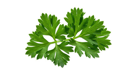 Fototapeta premium Fresh parsley leaves isolated on white background vibrant green texture for culinary garnish use