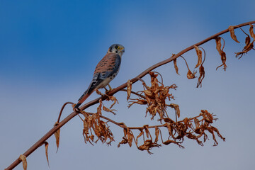 Petite falcon, Falco sparverius roughly the same size as Mourning Dove, but with a larger head and wider tail. In flight, note long, narrow wings and square-tipped tail.