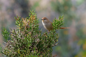 Rusty-fronted Canastero Asthenes ottonis, Small, long-tailed bird of high-elevation scrub. Light brown, with reddish wings and tail and small reddish patches on the throat and forehead.
