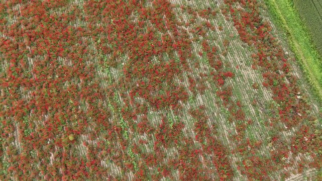 Scarlet red common poppies (Papaver rhoeas) grow in irregular clusters between parallel crop rows in rural Piacenza Province, northern Italy, captured in static top-down aerial shot.