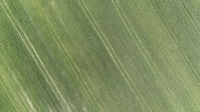 Uniform rows of green crops form parallel lines across expansive farmland in Piacenza Province, northern Italy, captured in top-down panning aerial shot.