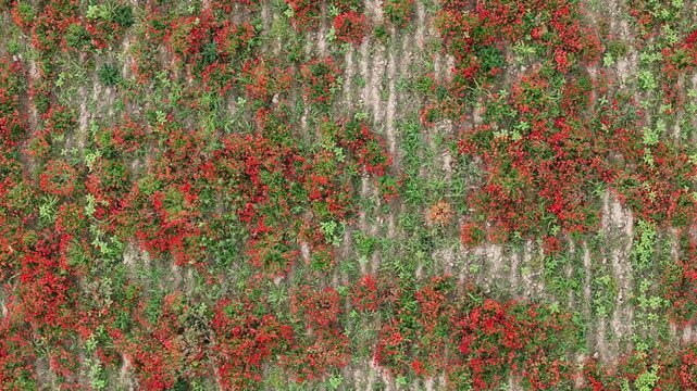 Red poppies and green foliage grow in loose clusters along parallel crop rows in a rural agricultural field, captured in static top-down static aerial shot.