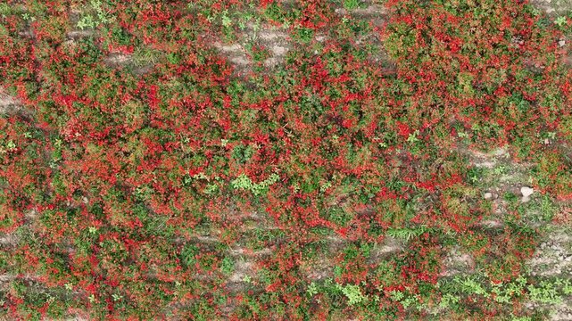 Vibrant red poppies grow densely among green foliage in parallel crop rows of a cultivated field, captured in elevating top-down aerial shot.