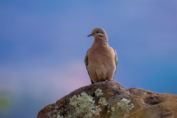 Mourning dove, It is one of the most abundant and widespread North American birds and a popular gamebird, with more than 20 million birds