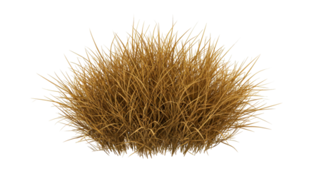 A vibrant cluster of golden grass isolated on white background swaying gently in a sunny meadow with blue skies