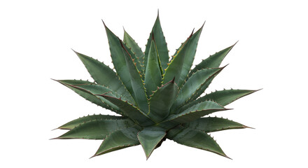 Fototapeta premium Lush green agave plant with sharp leaves isolated on white background ideal for design use
