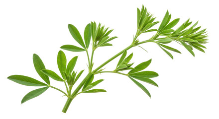 Obraz premium Fresh green herb branch with vibrant leaves isolated on white background