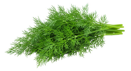 Fresh dill herb bundle isolated on white background perfect for culinary use in recipes